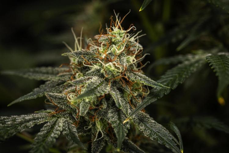 Grape Ape - Farm #23. Week 8 - Grape Ape - Day 56.