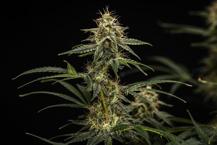 Grape Ape - Farm #23. Week 8 - Grape Ape - Day 56.