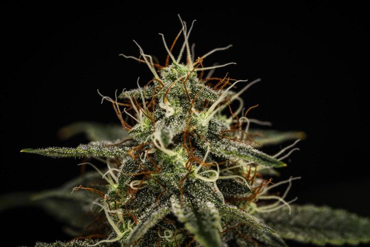 Grape Ape - Farm #23. Week 8 - Grape Ape - Day 56.