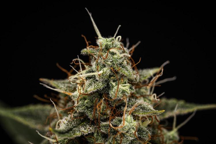 Grape Ape - Farm #23. Week 8 - Grape Ape - Day 56.