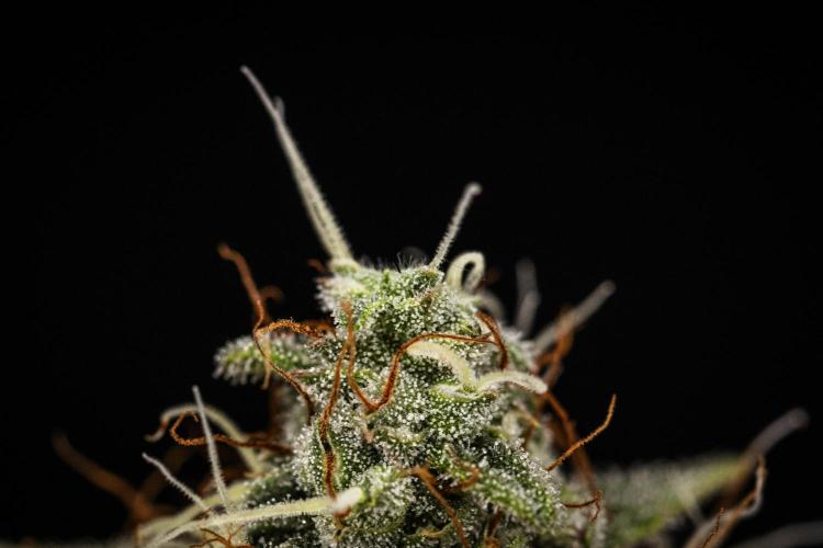 Grape Ape - Farm #23. Week 8 - Grape Ape - Day 56.