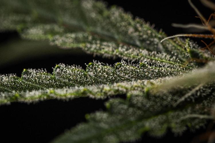 Grape Ape - Farm #23. Week 8 - Grape Ape - Day 56.
