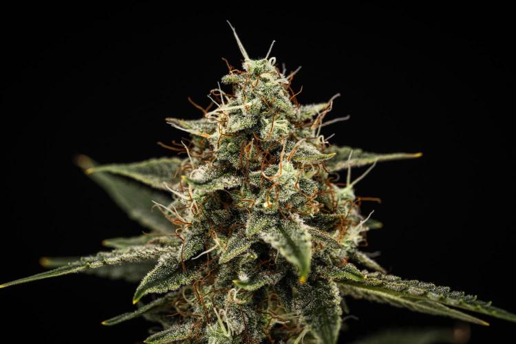 Grape Ape - Farm #23. Week 8 - Grape Ape - Day 56.