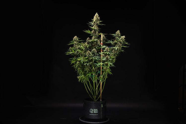 Pink Runtz - Farm #23. Week 8 - Pink Runtz - Day 56.
