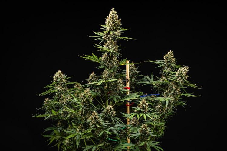 Pink Runtz - Farm #23. Week 8 - Pink Runtz - Day 56.
