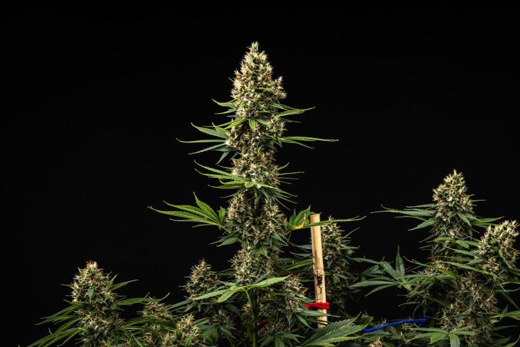 Pink Runtz - Farm #23. Week 8 - Pink Runtz - Day 56.