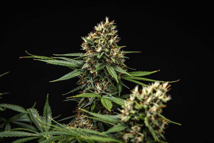 Pink Runtz - Farm #23. Week 8 - Pink Runtz - Day 56.