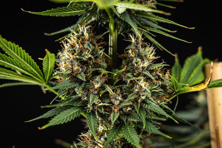 Pink Runtz - Farm #23. Week 8 - Pink Runtz - Day 56.