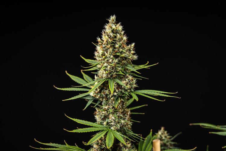 Pink Runtz - Farm #23. Week 8 - Pink Runtz - Day 56.
