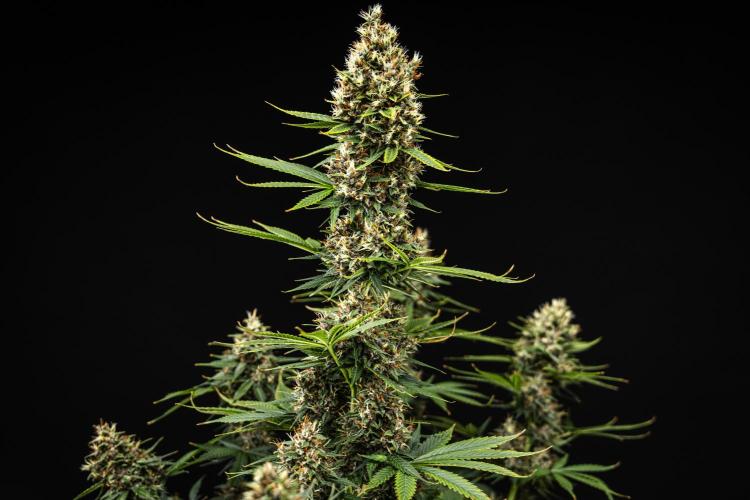 Pink Runtz - Farm #23. Week 8 - Pink Runtz - Day 56.