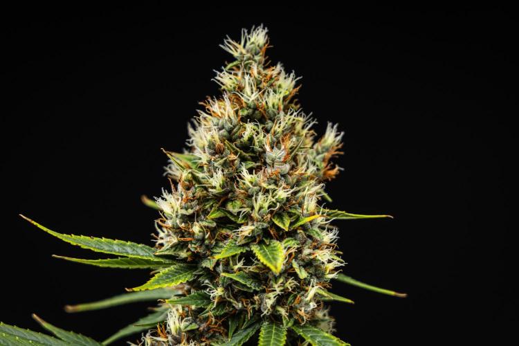 Pink Runtz - Farm #23. Week 8 - Pink Runtz - Day 56.