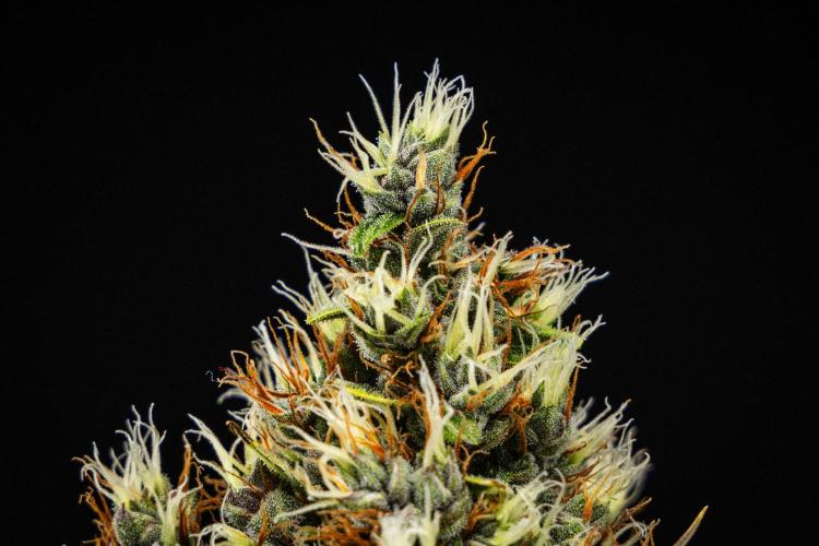 Pink Runtz - Farm #23. Week 8 - Pink Runtz - Day 56.