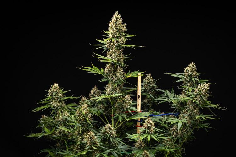 Pink Runtz - Farm #23. Week 8 - Pink Runtz - Day 56.
