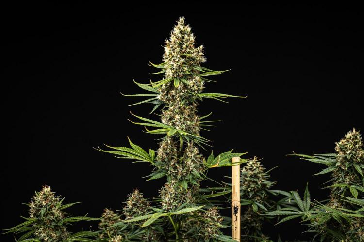 Pink Runtz - Farm #23. Week 8 - Pink Runtz - Day 56.