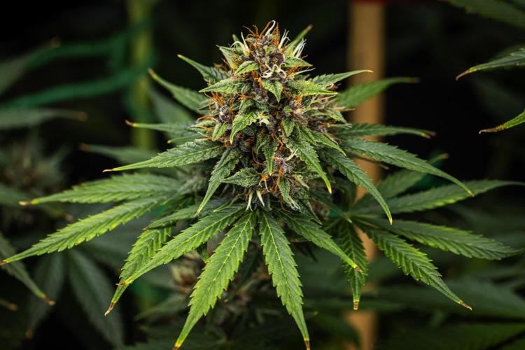 Pink Runtz - Farm #23. Week 8 - Pink Runtz - Day 56.