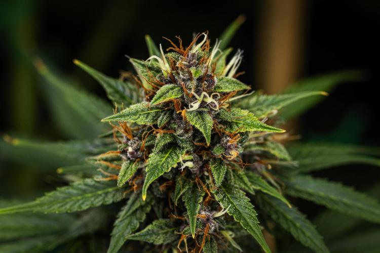 Pink Runtz - Farm #23. Week 8 - Pink Runtz - Day 56.