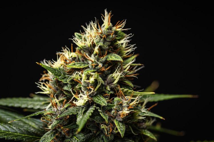 Pink Runtz - Farm #23. Week 8 - Pink Runtz - Day 56.