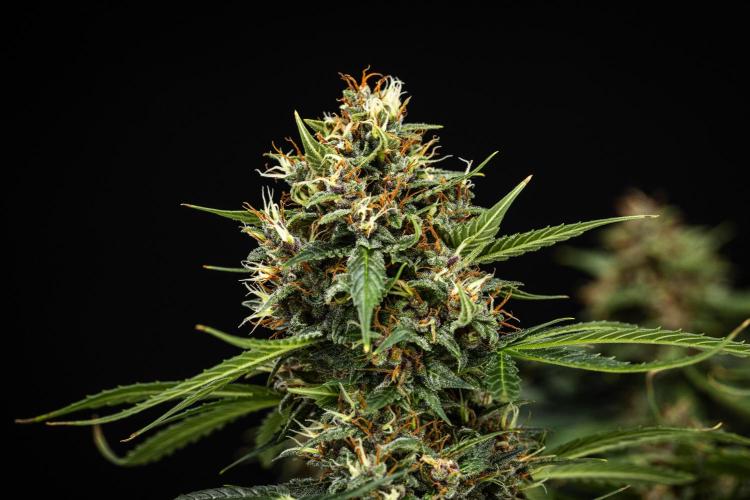 Pink Runtz - Farm #23. Week 8 - Pink Runtz - Day 56.