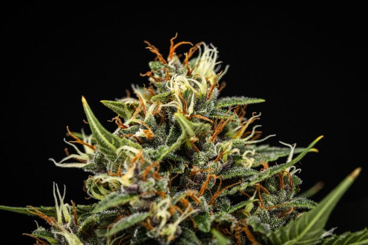 Pink Runtz - Farm #23. Week 8 - Pink Runtz - Day 56.