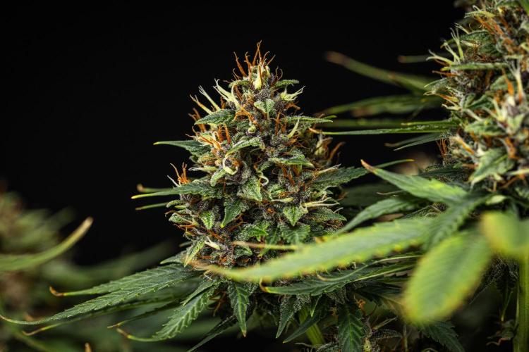 Pink Runtz - Farm #23. Week 8 - Pink Runtz - Day 56.