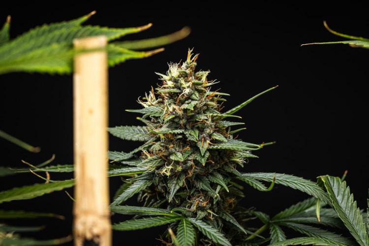 Pink Runtz - Farm #23. Week 8 - Pink Runtz - Day 56.