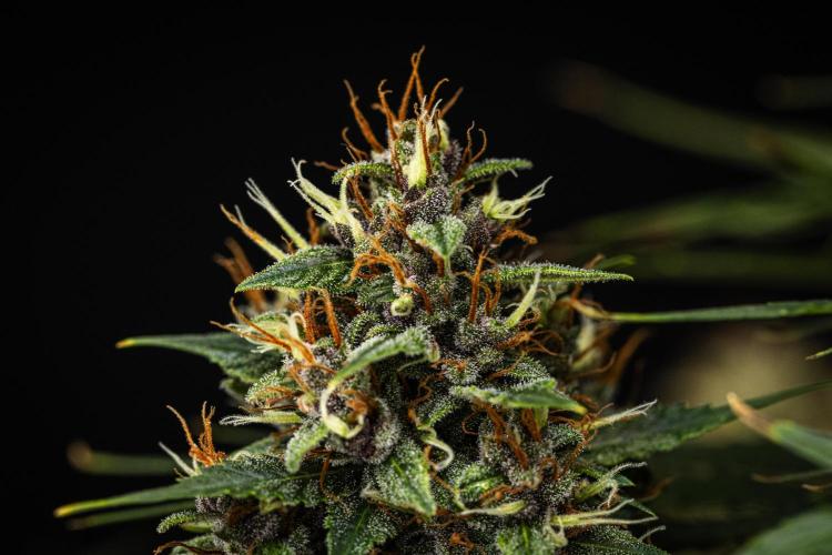 Pink Runtz - Farm #23. Week 8 - Pink Runtz - Day 56.
