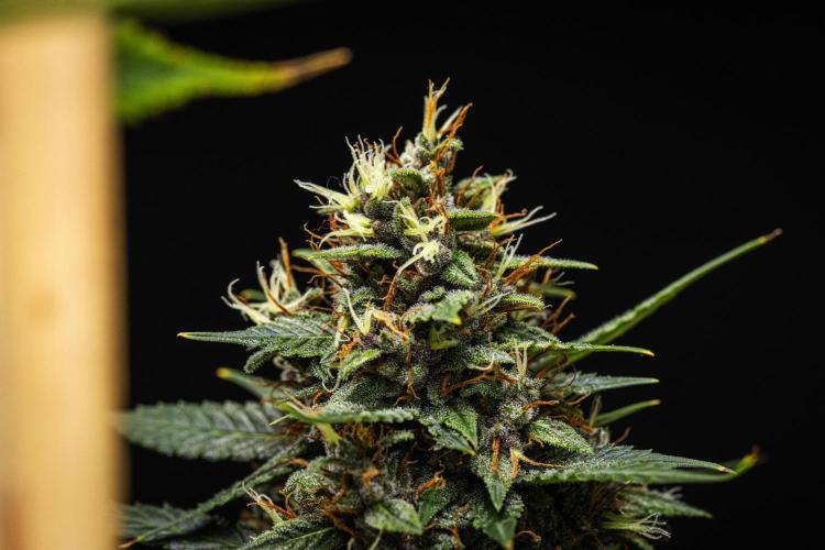 Pink Runtz - Farm #23. Week 8 - Pink Runtz - Day 56.