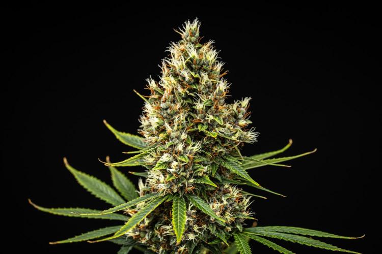 Pink Runtz - Farm #23. Week 8 - Pink Runtz - Day 56.