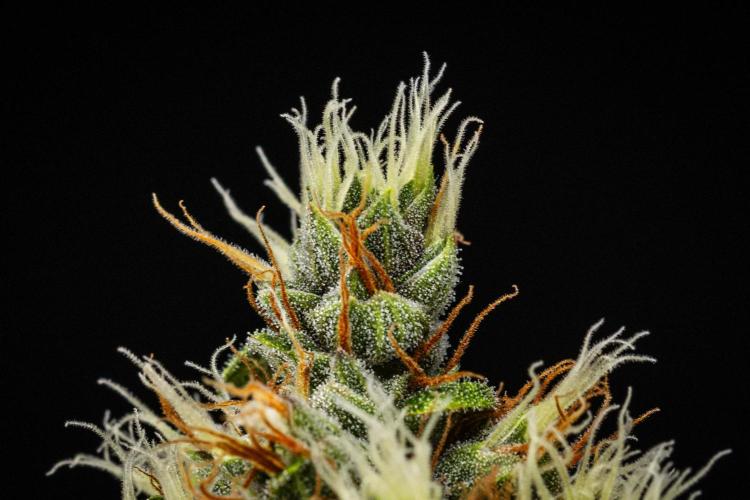 Pink Runtz Automatic. Week 8