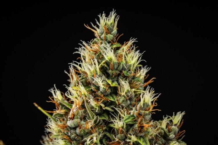 Pink Runtz - Farm #23. Week 8 - Pink Runtz - Day 56.
