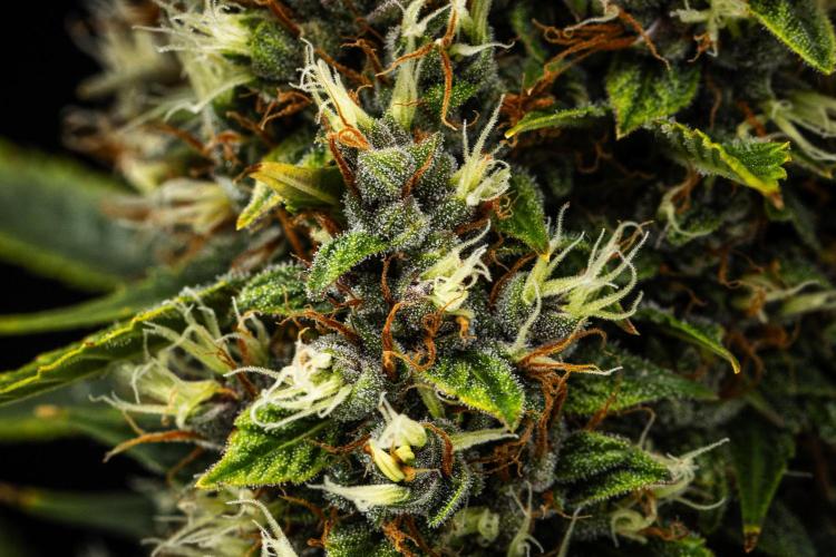 Pink Runtz - Farm #23. Week 8 - Pink Runtz - Day 56.