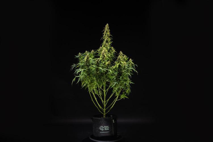Wedding Cake - Farm #23. Week 9 - Wedding Cake - Day 63.