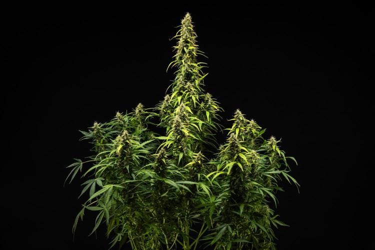Wedding Cake - Farm #23. Week 9 - Wedding Cake - Day 63.