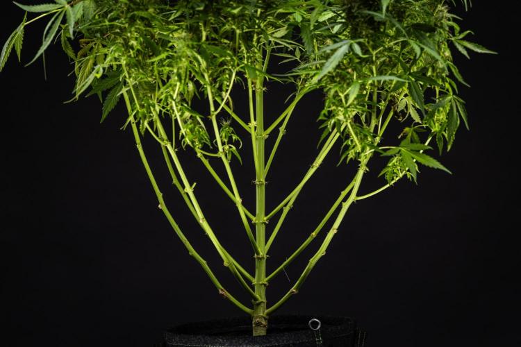 Wedding Cake - Farm #23. Week 9 - Wedding Cake - Day 63.