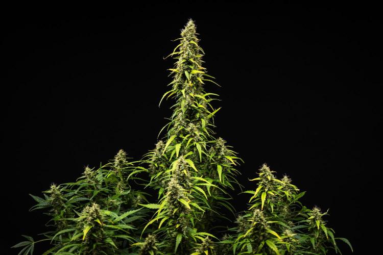 Wedding Cake - Farm #23. Week 9 - Wedding Cake - Day 63.