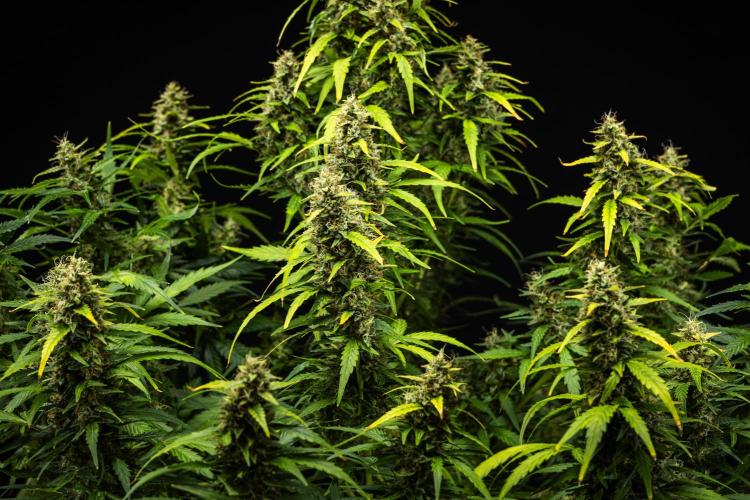 Wedding Cake - Farm #23. Week 9 - Wedding Cake - Day 63.