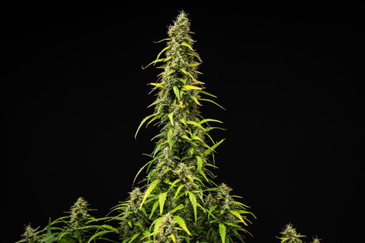 Wedding Cake - Farm #23. Week 9 - Wedding Cake - Day 63.