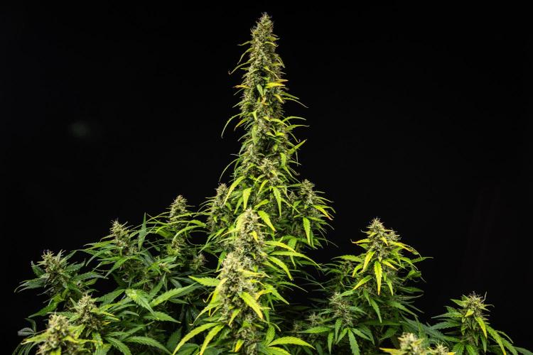 Wedding Cake - Farm #23. Week 9 - Wedding Cake - Day 63.
