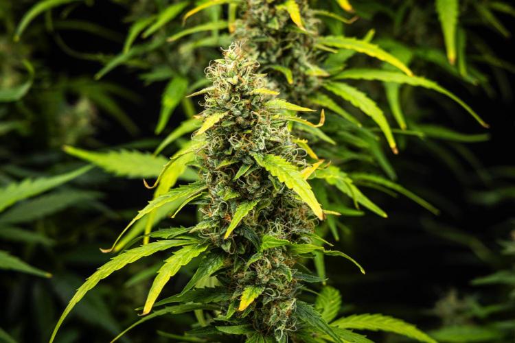 Wedding Cake - Farm #23. Week 9 - Wedding Cake - Day 63.