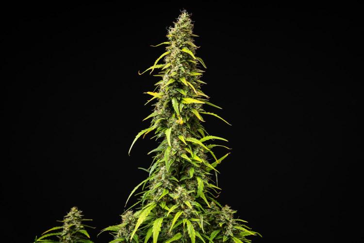 Wedding Cake - Farm #23. Week 9 - Wedding Cake - Day 63.