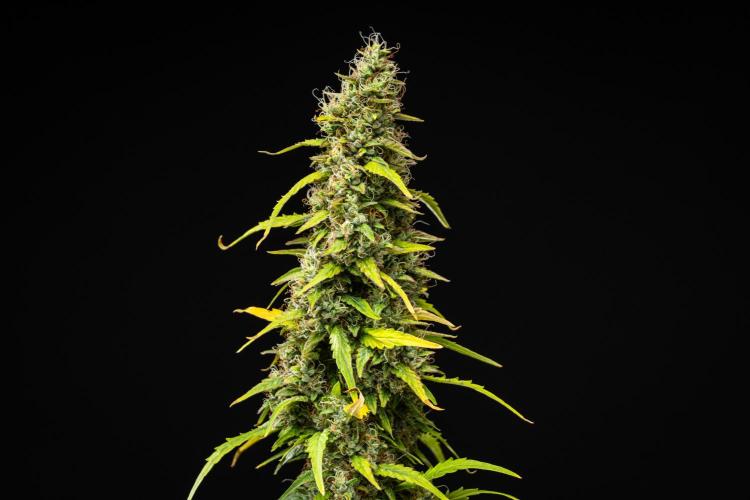 Wedding Cake - Farm #23. Week 9 - Wedding Cake - Day 63.