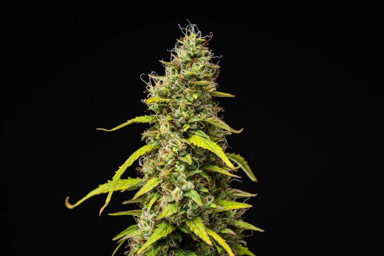 Wedding Cake - Farm #23. Week 9 - Wedding Cake - Day 63.