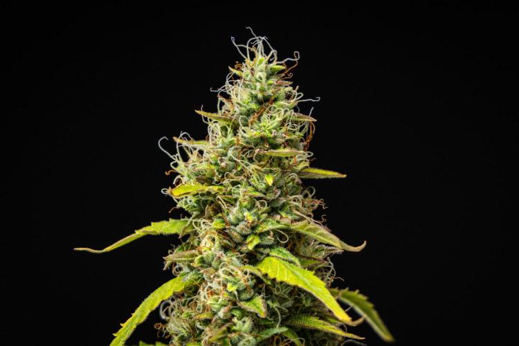 Wedding Cake - Farm #23. Week 9 - Wedding Cake - Day 63.