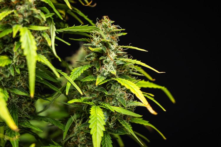 Wedding Cake - Farm #23. Week 9 - Wedding Cake - Day 63.