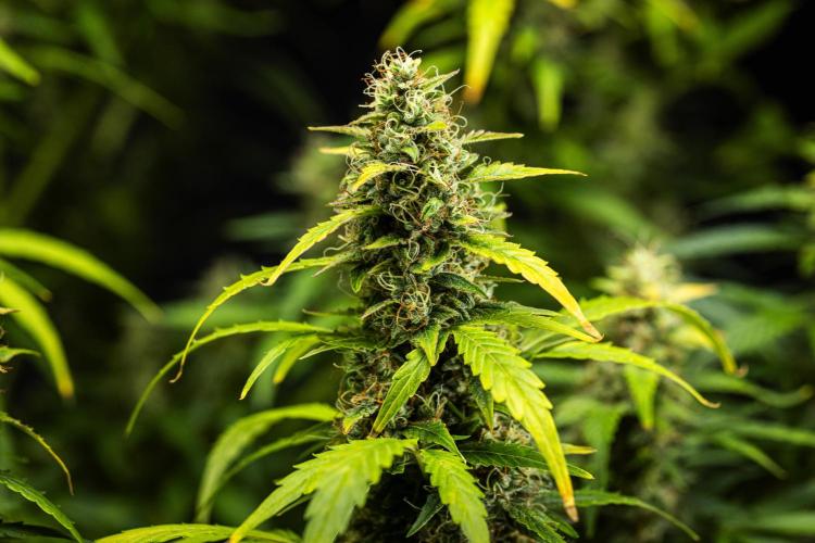 Wedding Cake - Farm #23. Week 9 - Wedding Cake - Day 63.