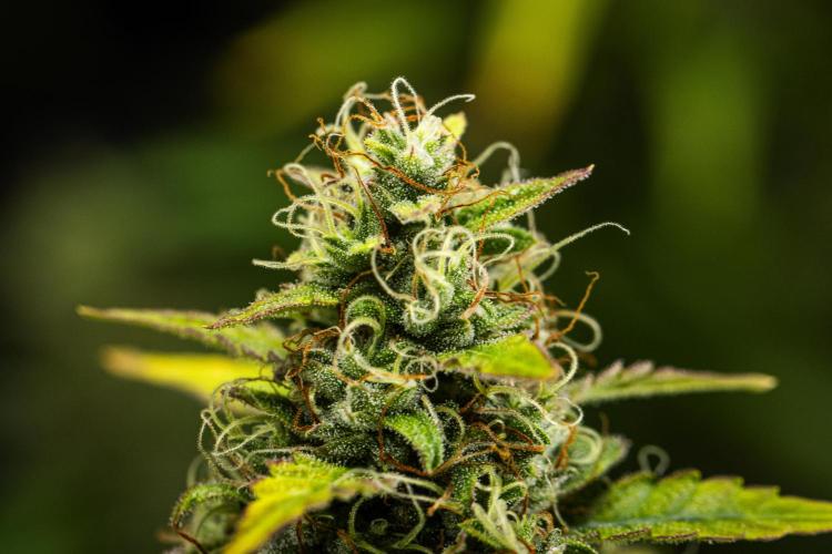 Wedding Cake - Farm #23. Week 9 - Wedding Cake - Day 63.