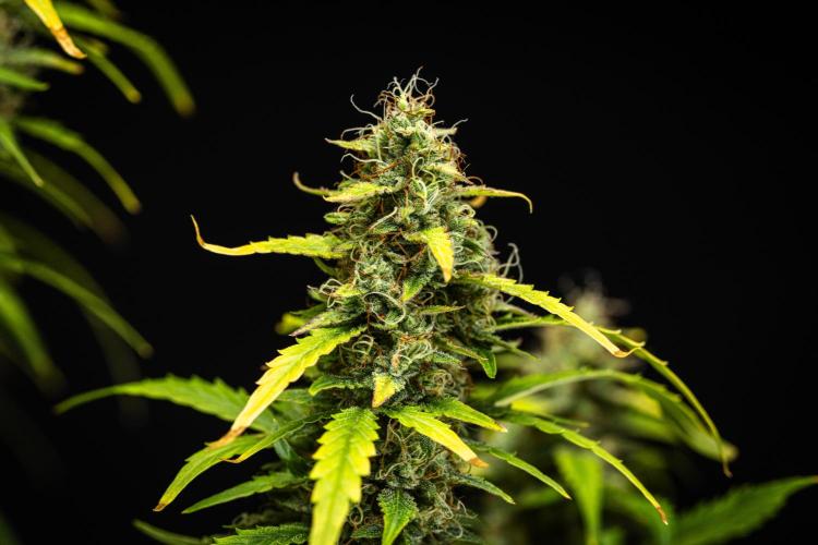 Wedding Cake - Farm #23. Week 9 - Wedding Cake - Day 63.
