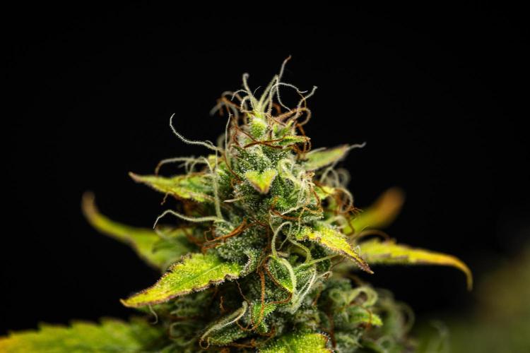 Wedding Cake - Farm #23. Week 9 - Wedding Cake - Day 63.