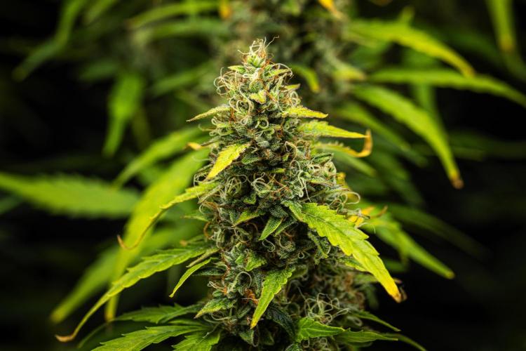 Wedding Cake - Farm #23. Week 9 - Wedding Cake - Day 63.