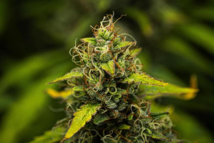 Wedding Cake - Farm #23. Week 9 - Wedding Cake - Day 63.